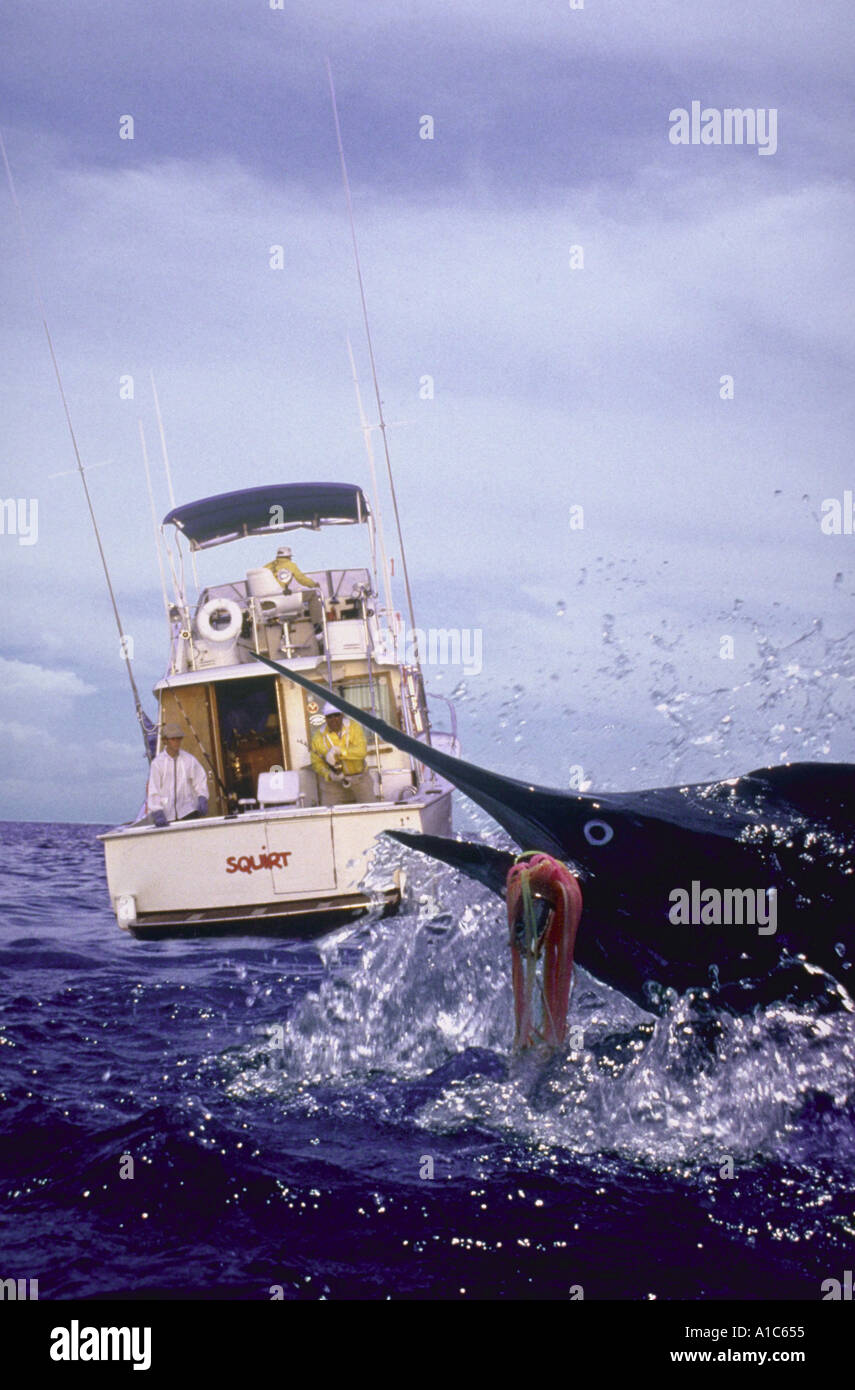 Pesca Marlin dei Caraibi Foto Stock