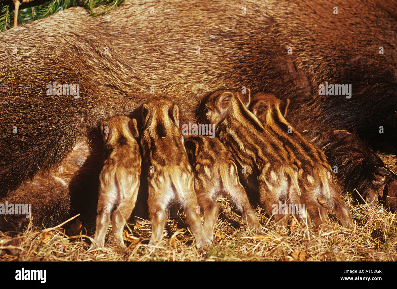 Cinghiale shotes lattanti / Sus scrofa Foto Stock Cinghiale shotes lattanti / Sus scrofa Foto Stock