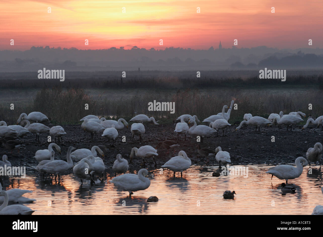 Whooper Swans sono ' appollaiati a Martin semplice al crepuscolo Foto Stock