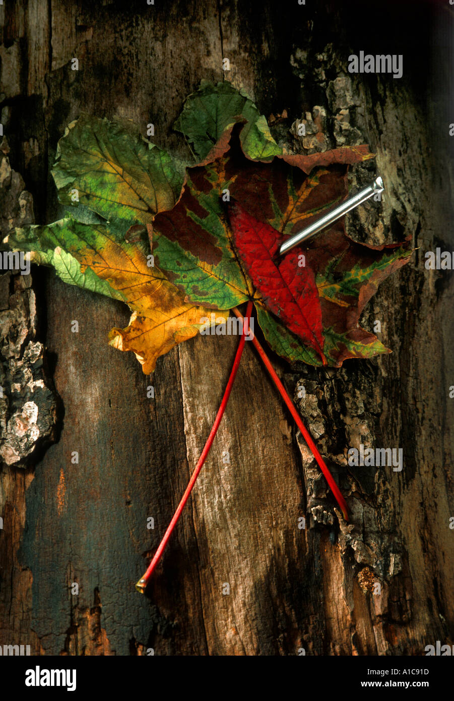 Foglie di autunno inchiodato al moncone DI MORIRE TREE. Destinata a rappresentare il cambiamento climatico, l'inquinamento riscaldamento globale un avvertimento, minacciosa Foto Stock