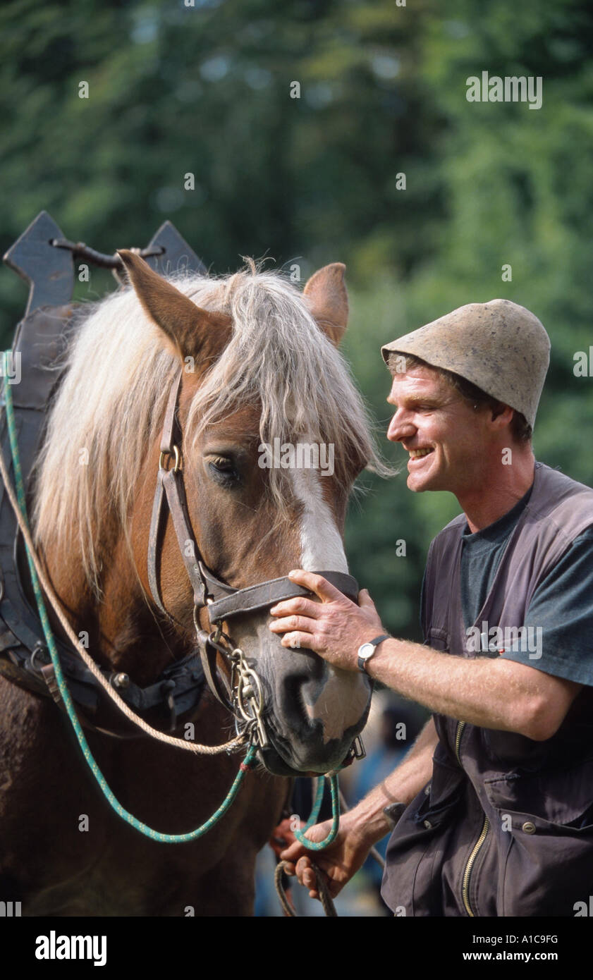 Rheinish vestfaliano progetto di cavallo (Equus przewalskii f. caballus), con il contadino Foto Stock