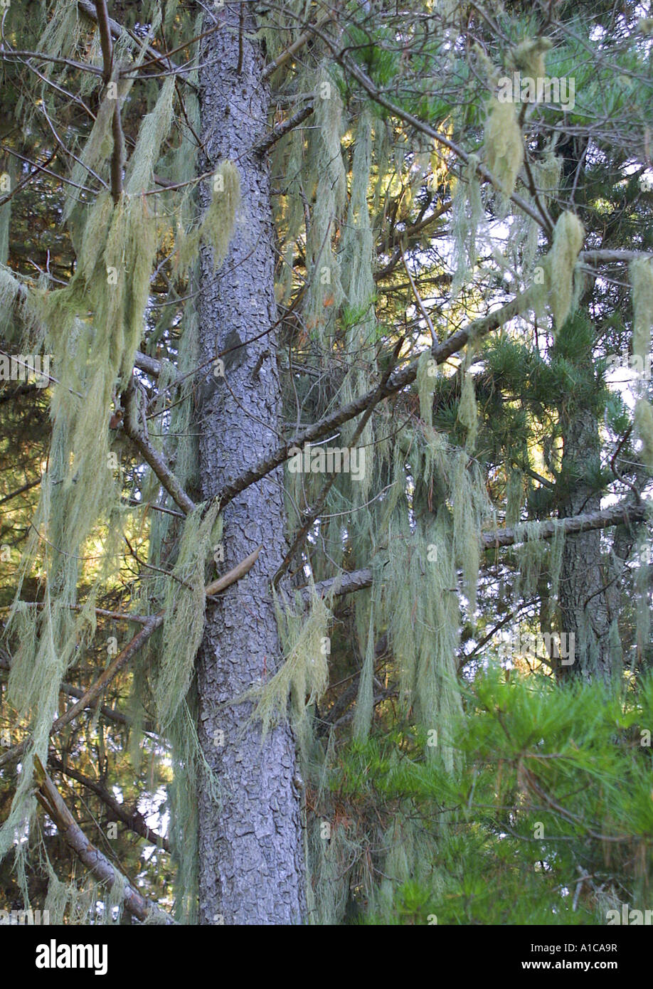 Uomo vecchio con la barba (Usnea spec.), crescendo epiphytic su un pino, Spagna, Canarie, Teneriffa Foto Stock