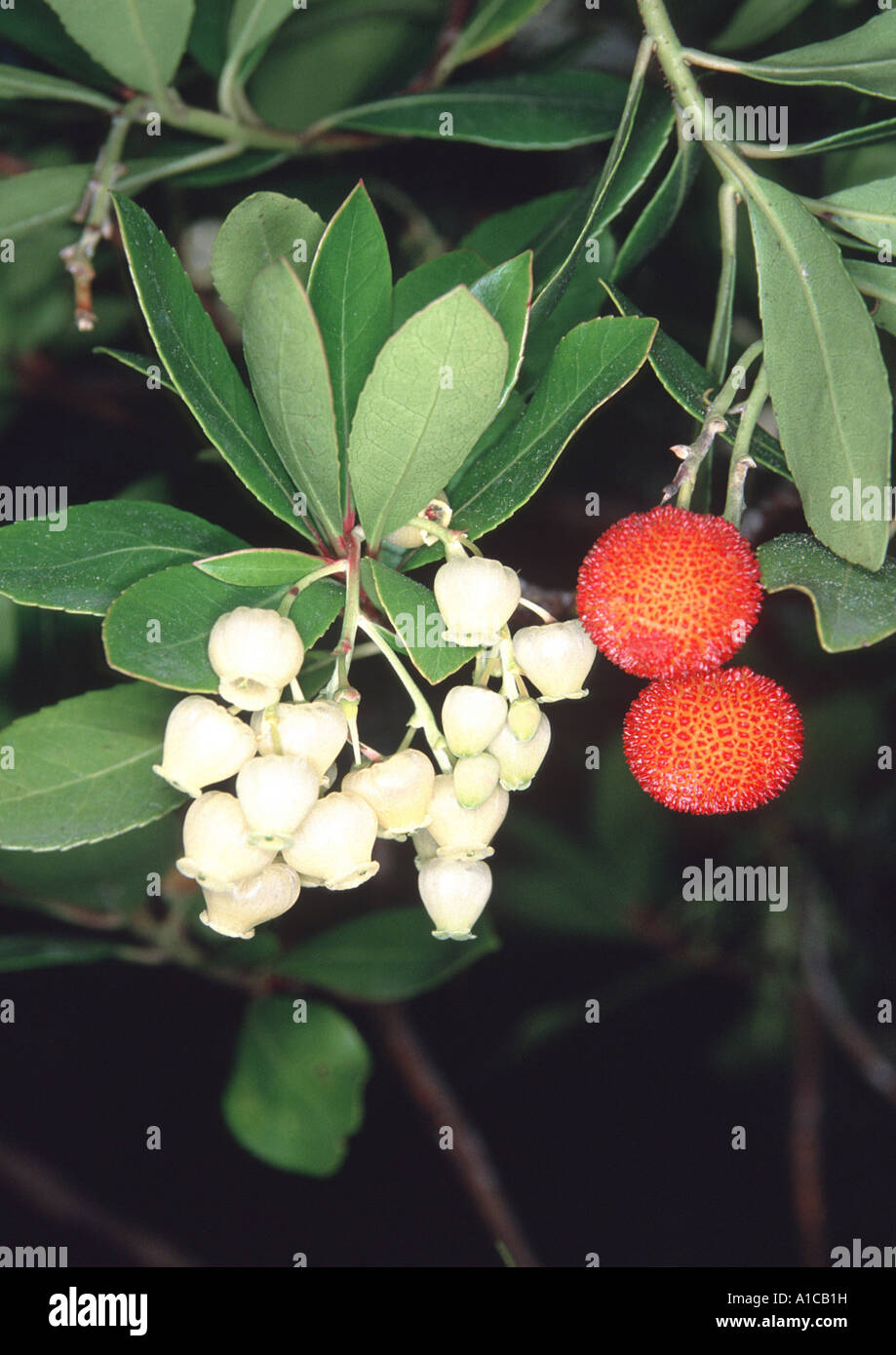 Killarney corbezzolo (Arbutus unedo), fiori e frutti Foto Stock