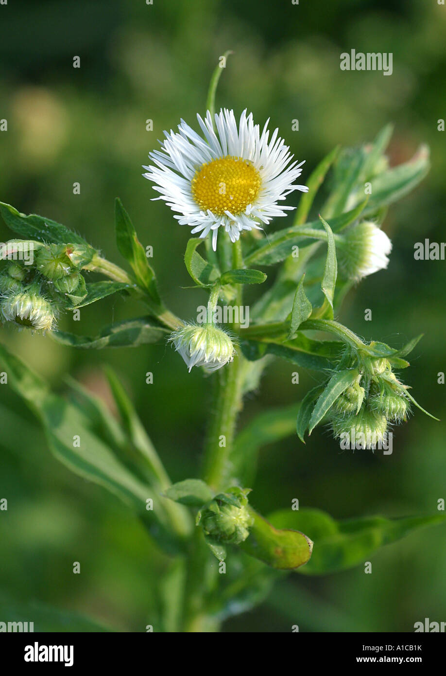 Fleabane annuale, daisy fleabane, dolce scabious, Orientale daisy fleabane, bianco-top (fleabane Erigeron annuus), infiorescenza Foto Stock