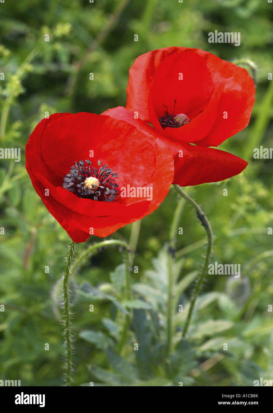 Comune di papavero, mais, papavero rosso papavero (Papaver rhoeas), due piante in fiore, Grecia, Rodi Foto Stock