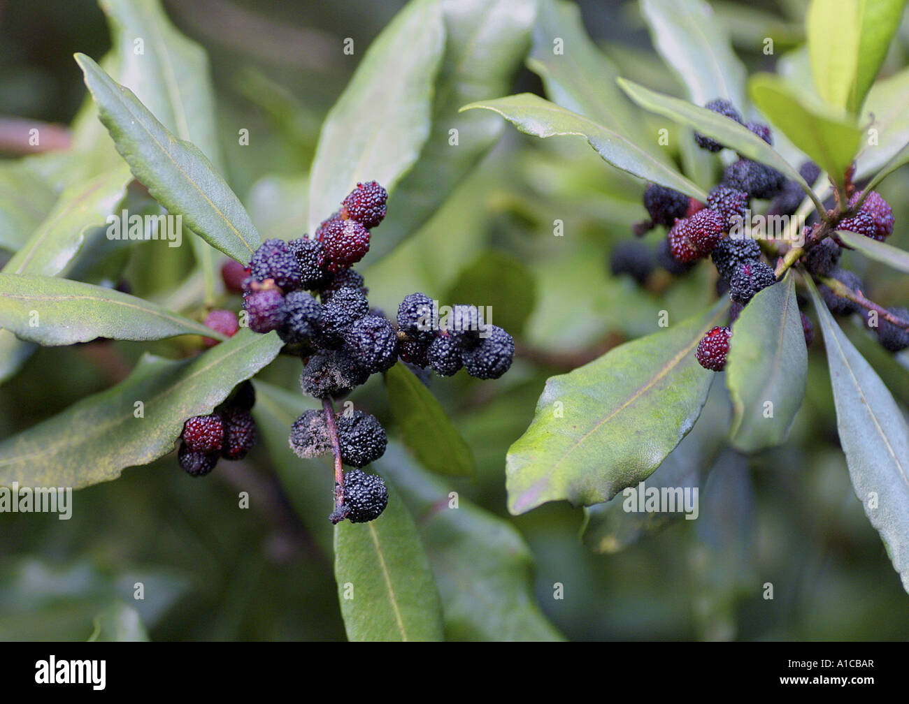 Firetree, firebush, fayatree, candleberry myrtle, fayatree (Myrica faya, Morella faya), ramoscelli con frutti, Spagna, Canarie, tener Foto Stock