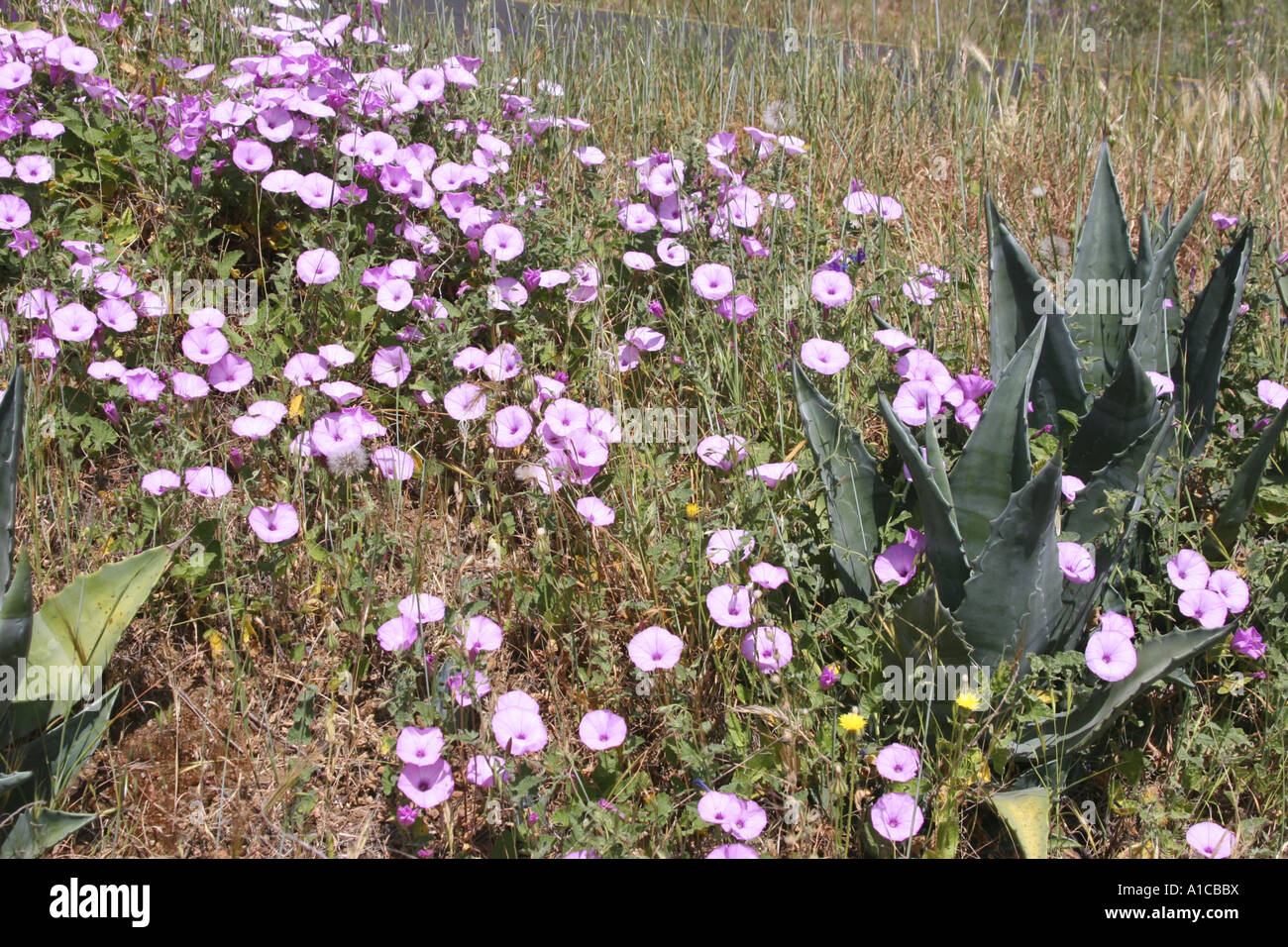 Malva lasciava centinodia, Malva-lasciava centinodia (Convolvulus althaeoides), piante in fiore tra agavi, Spagna Isole Canarie Foto Stock