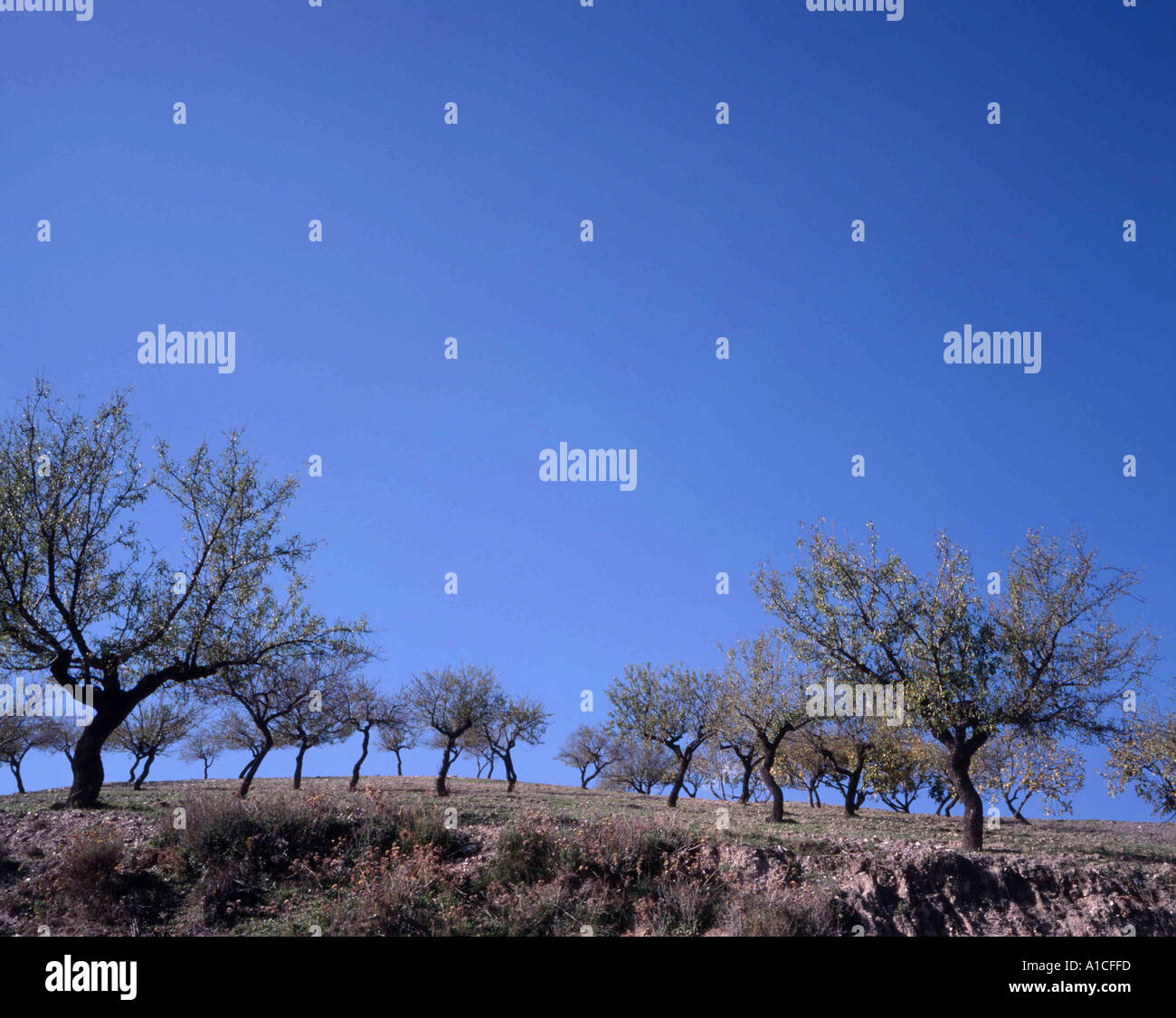 Linea di alberi in un oliveto Axarquia Andalusia Spagna Foto Stock