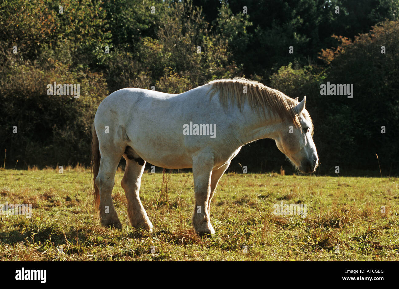 Percheron. Cavallo grigio adulto in piedi su un pascolo Foto Stock