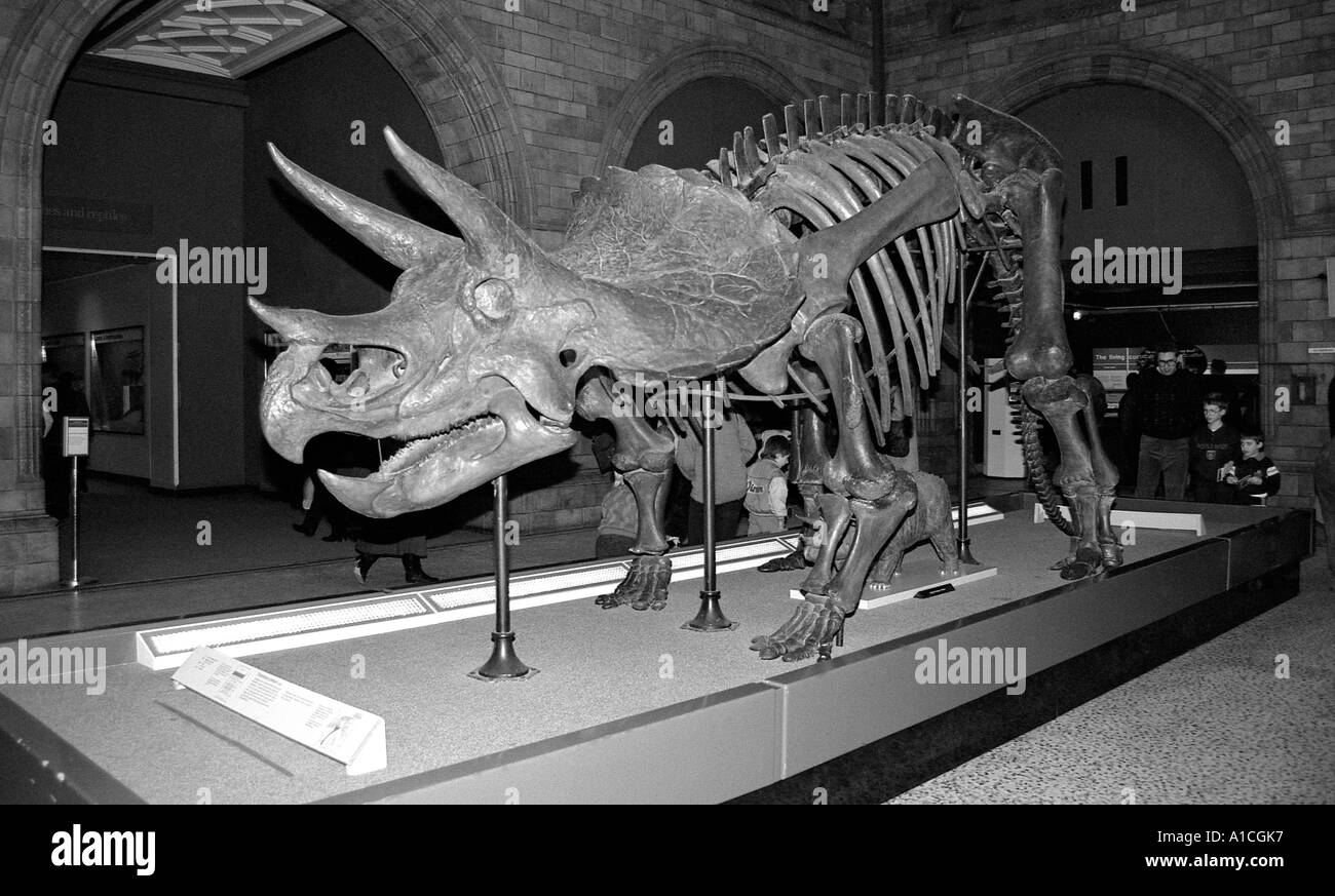 Triceratops scheletro sul display nel Museo di Storia Naturale. Foto Stock