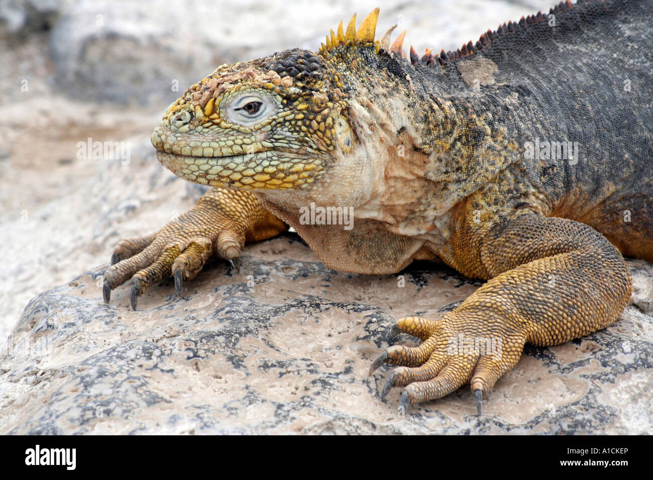 Land Iguana, Isole Galapagos, Ecuador. Foto Stock