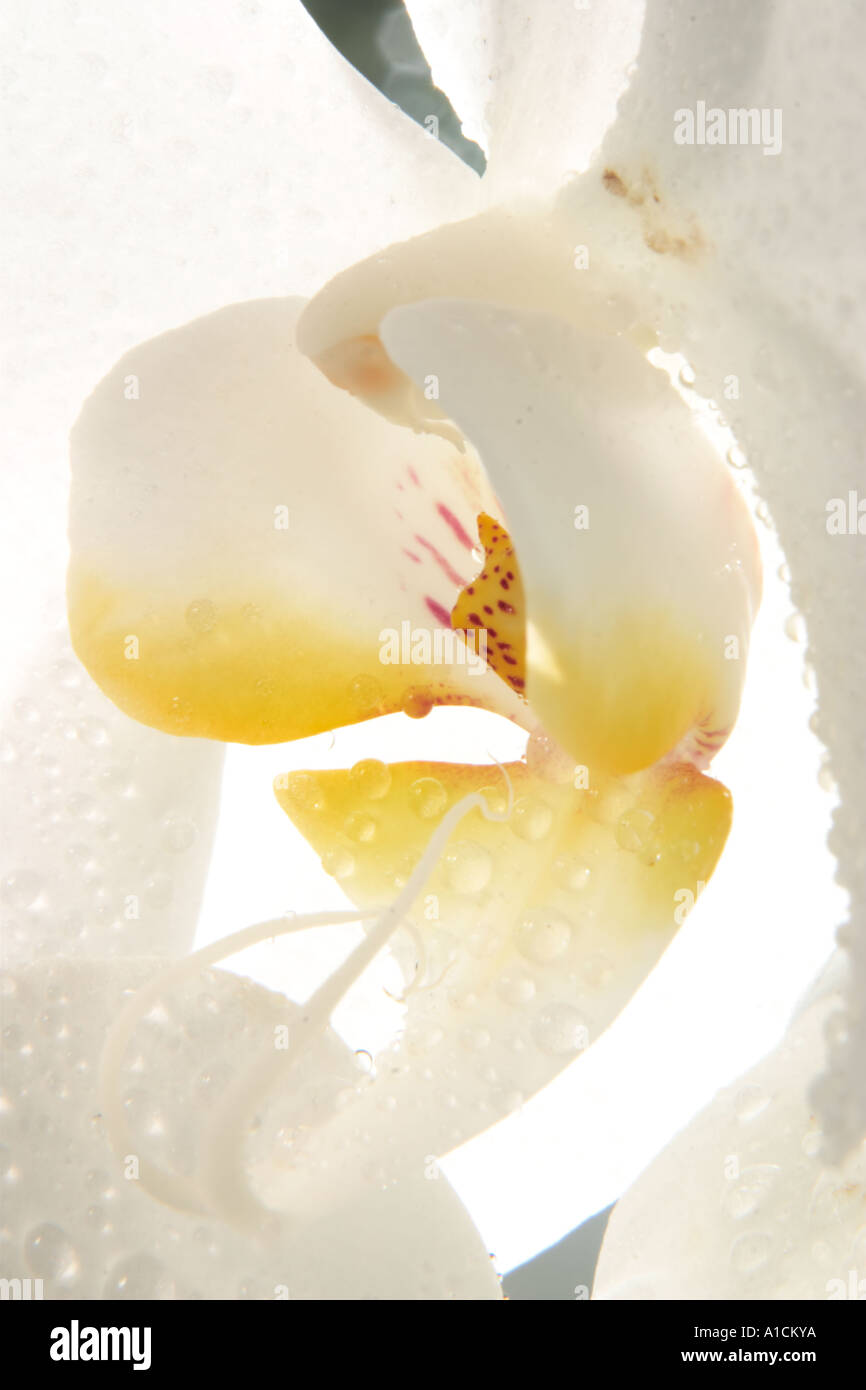 Close up white moth orchid Foto Stock