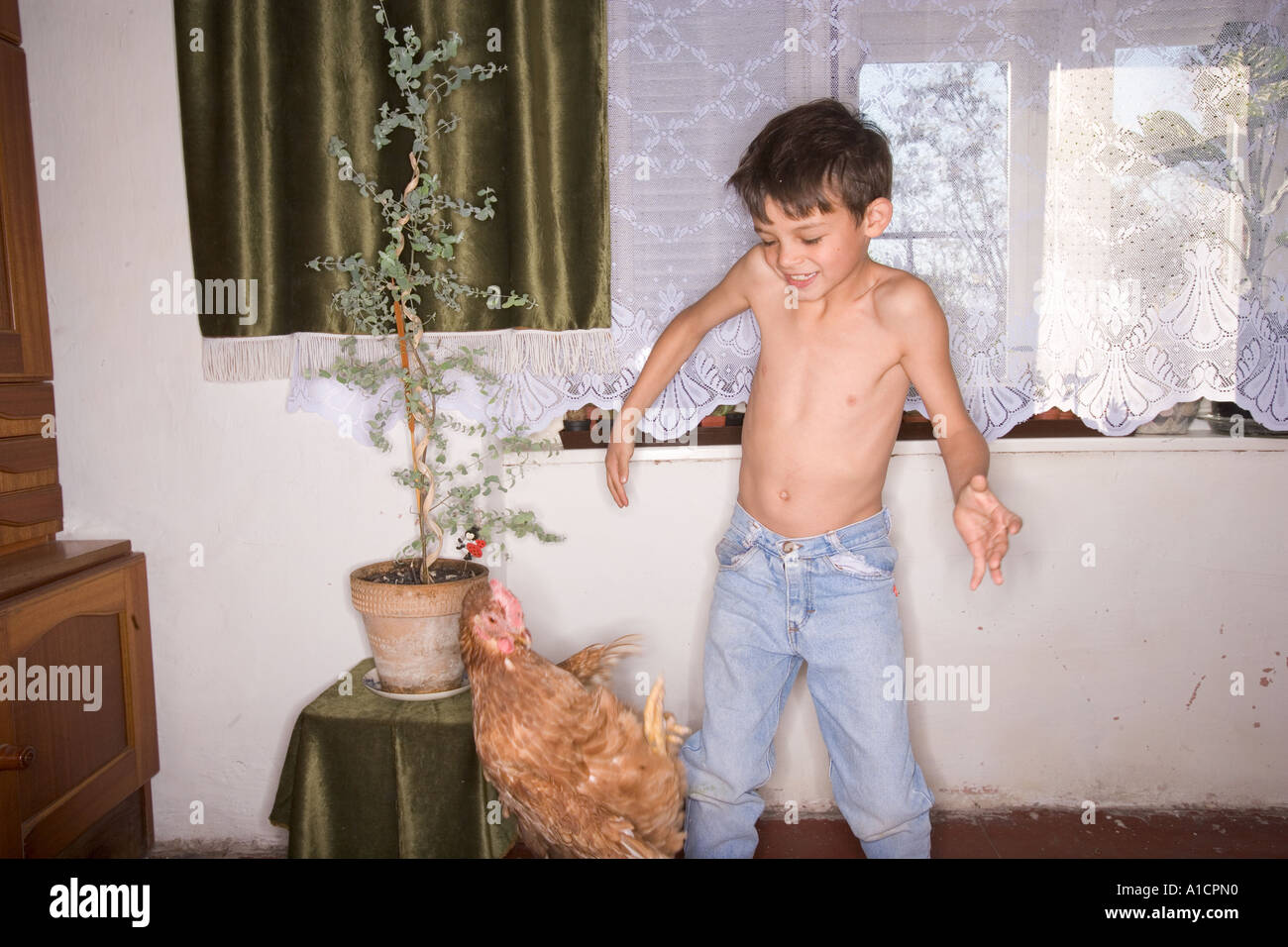 Hen volare lontano da un giovane ragazzo all'interno di una camera Foto Stock