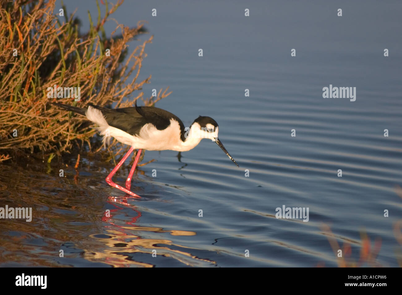 Collo Nero stilt al Palo Alto Baylands preservare lungo la baia di San Francisco California costiera Foto Stock