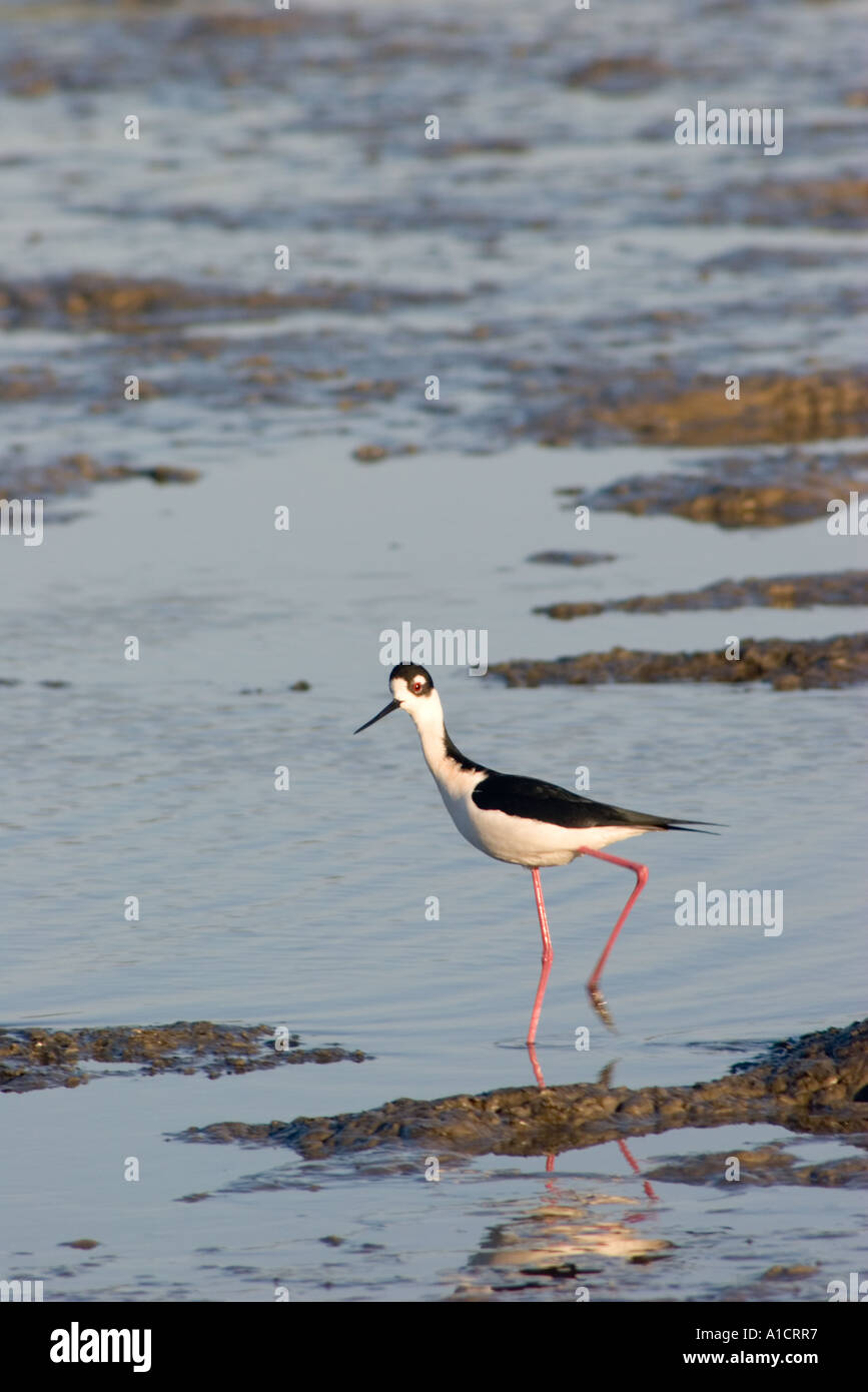 Nero a collo stilt a Palo Alto Baylands preservare sulla Baia di San Francisco in California Foto Stock