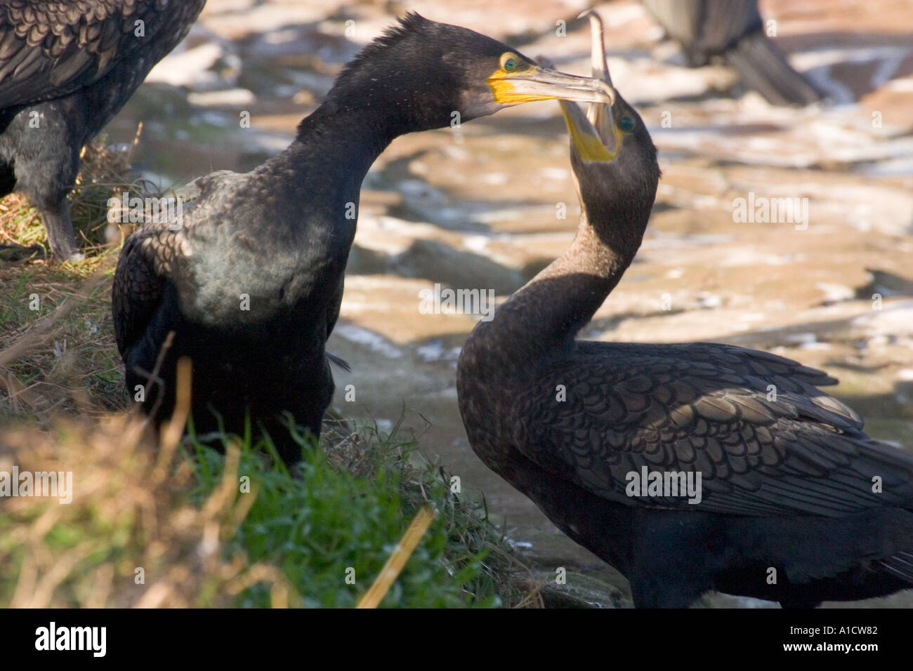 Coppia che mostra i primi segni di comportamento di corteggiamento nel novembre durante l'alta marea posatoio sul piccolo occhio Hilbre Dee estuario Foto Stock