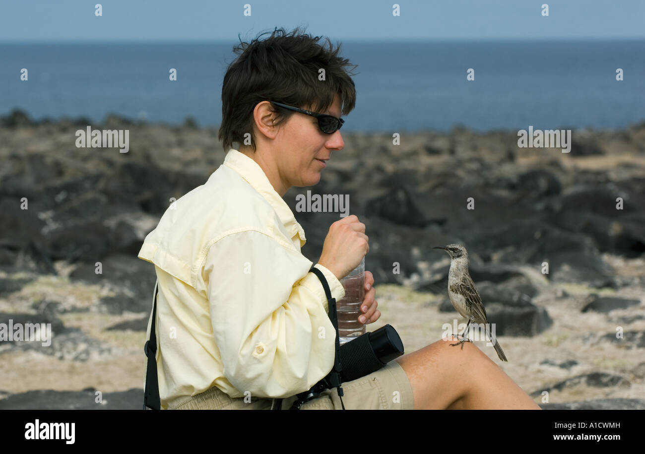 Donna turista con cappa di tame Mockingbird, cofano (Espanola) isola delle Isole Galapagos Ecuador Foto Stock