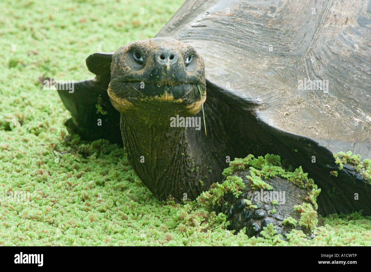 Giant Galapagos (tartaruga Geochelone elephantopus) selvatica, in highland piscina, Isola di Santa Cruz, Isole Galapagos, Ecuador Foto Stock