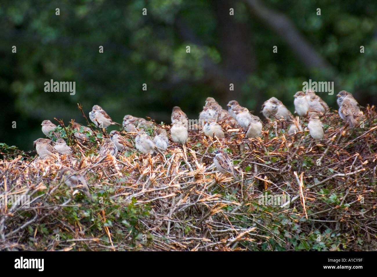 La folla dei passeri sugli hedge vicino a Hay on Wye Foto Stock