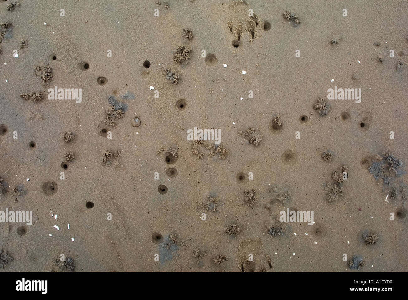 Fori di lugworm sulle velme vicino le isole Hilbre nella Dee estuario Foto Stock