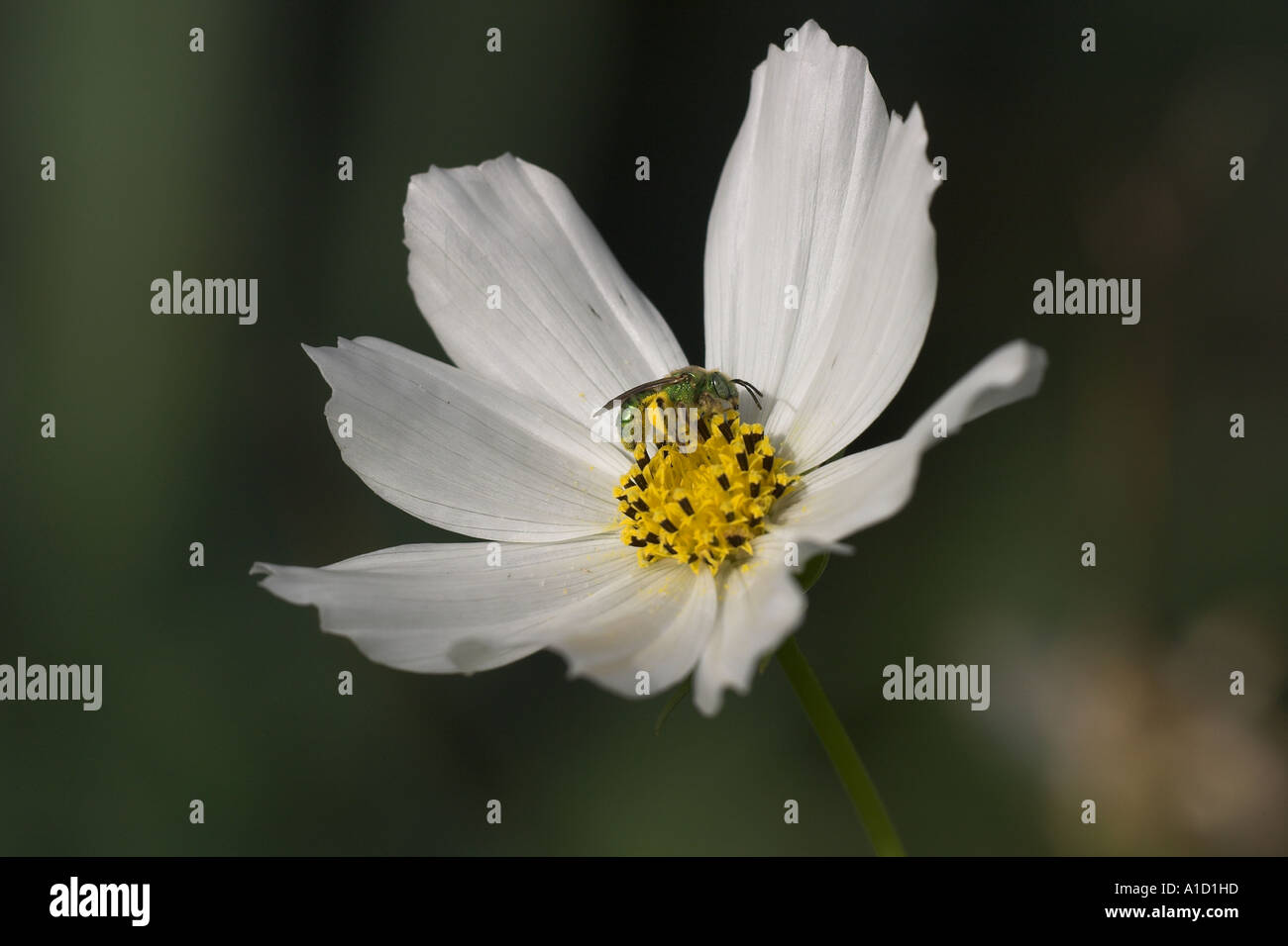 Verde metalizzato sudore Bee Foto Stock