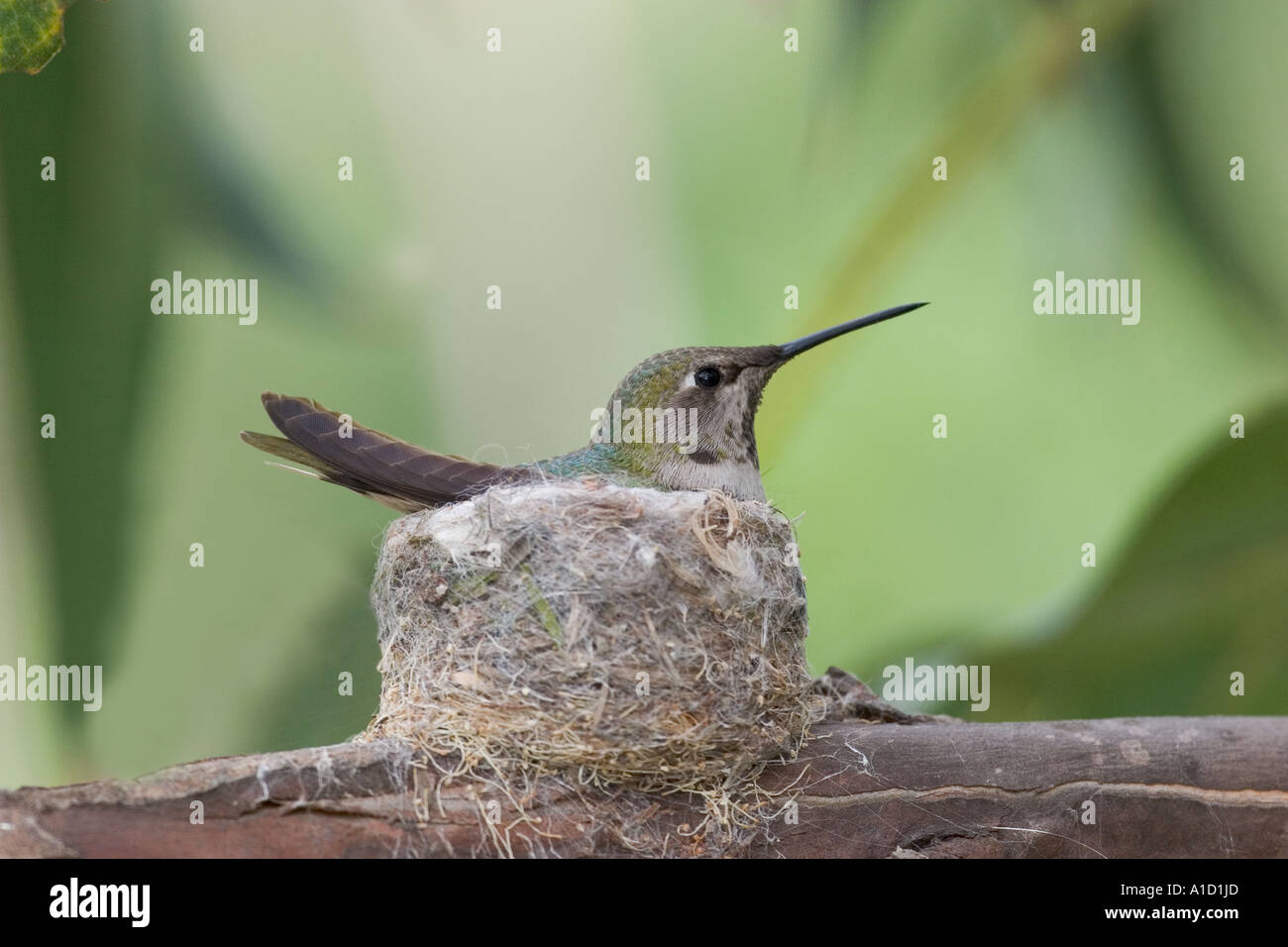 La nidificazione di Anna Hummingbird #3 Foto Stock