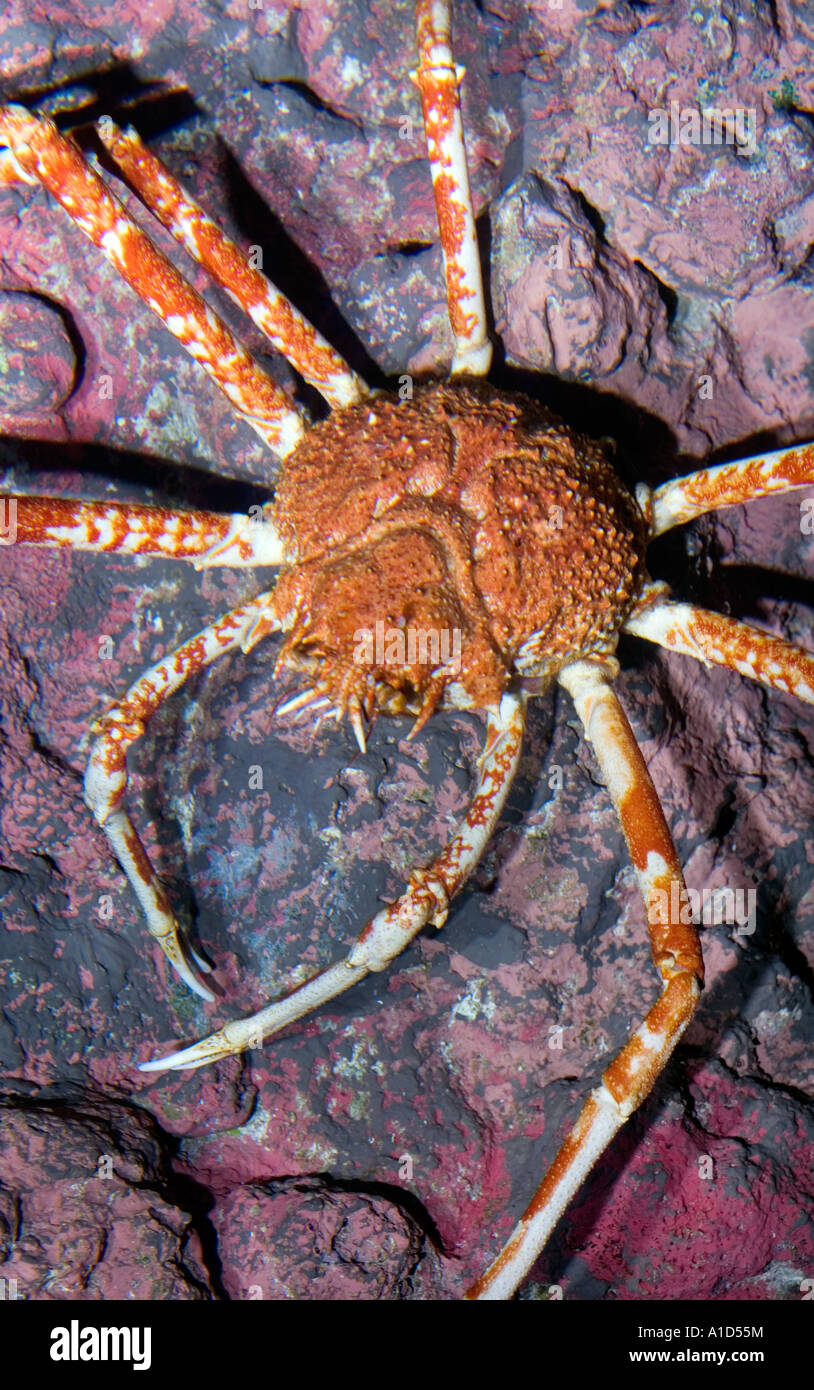 Il più grande granchio di mare vivi il ragno gigante GRAB macrocheira kaempferi giapponese Giappone OCEANO PACIFICO MARE Foto Stock