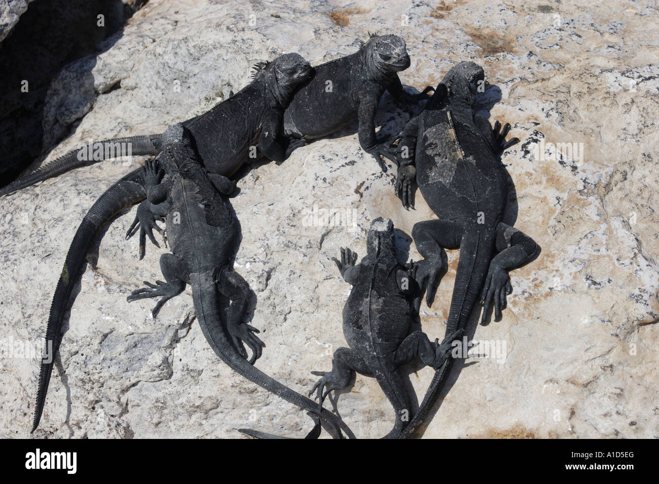 Nu72104. Iguane Marine, Amblyrhynchus cristatus. Isole Galapagos, Ecuador. Oceano Pacifico. Foto Copyright Brandon Cole Foto Stock