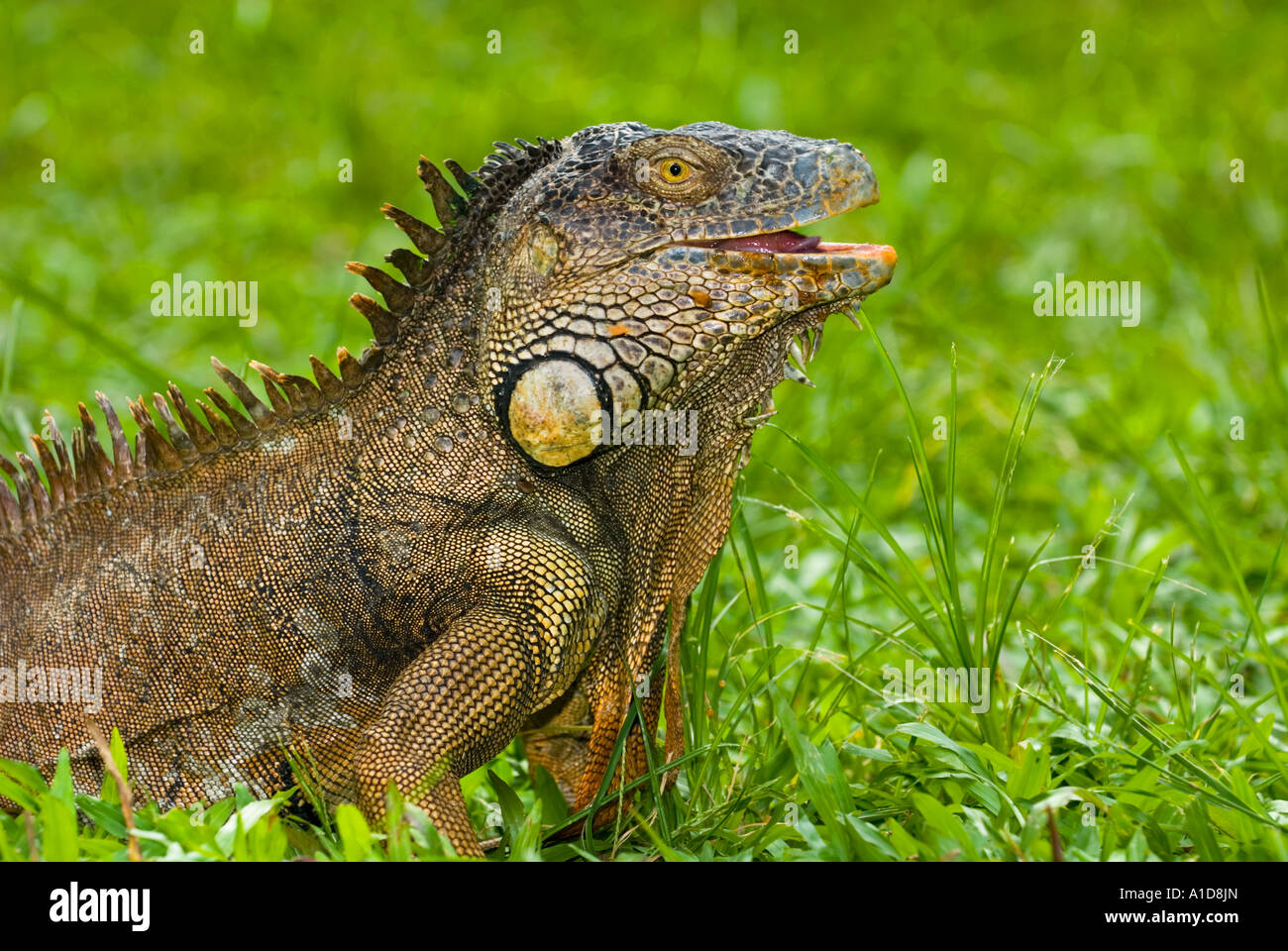 Sorprendete impressionare rosso arancione verde Iguana iguana all'aperto al di fuori del deserto selvaggio erba maschio Foto Stock