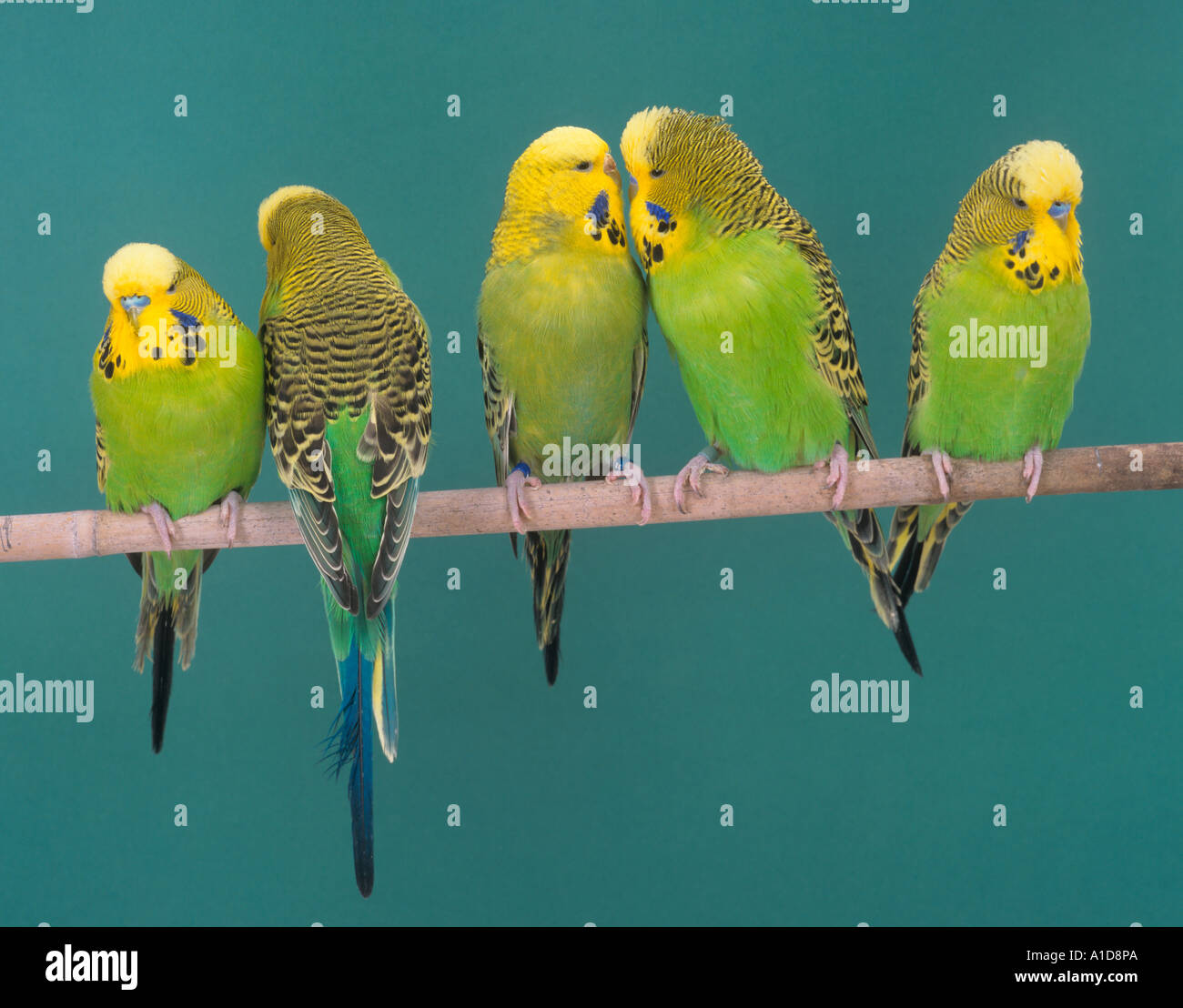 Ritratto budgerigars contro un dorso verde Foto Stock