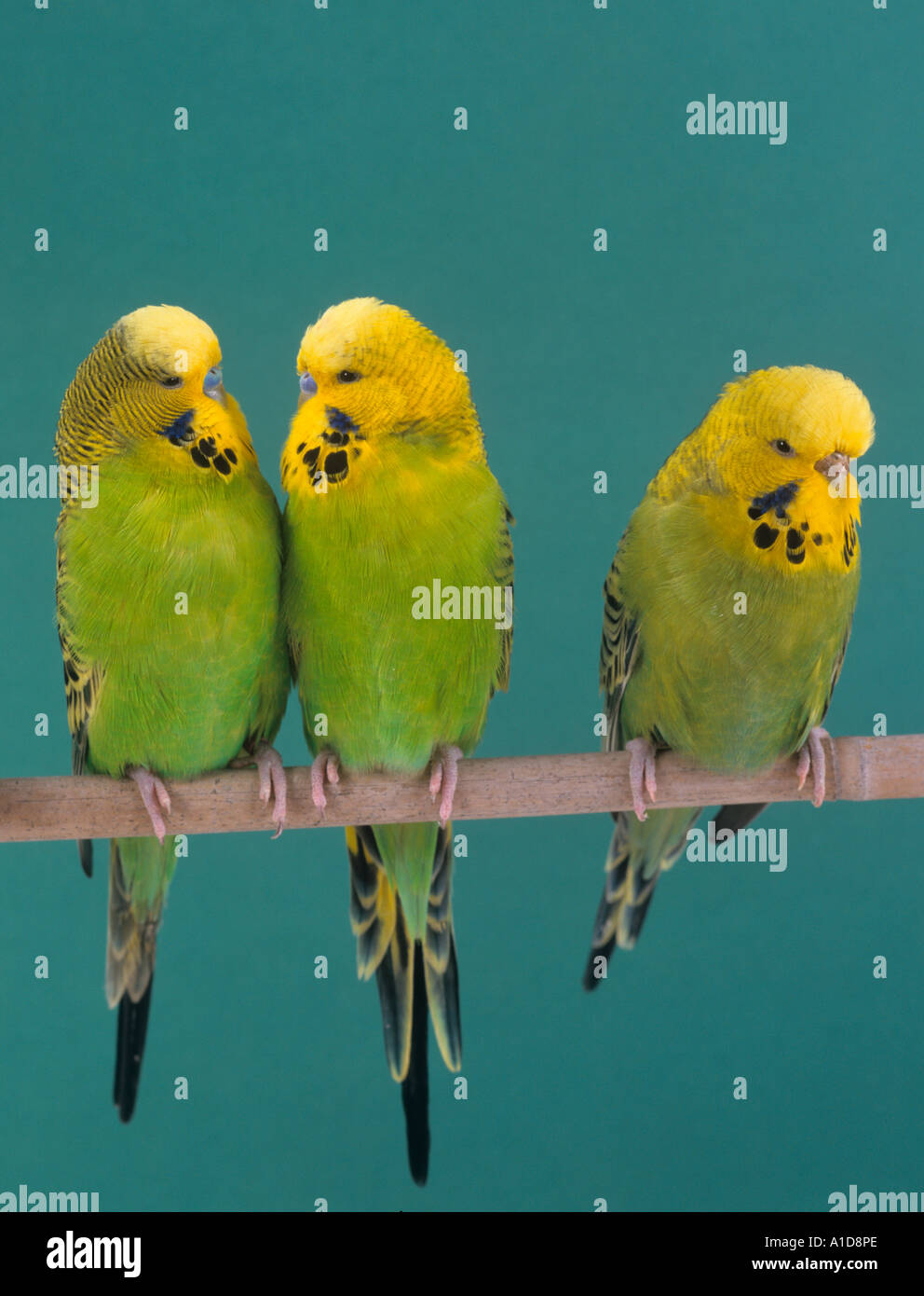 Ritratto budgerigars contro un dorso verde Foto Stock