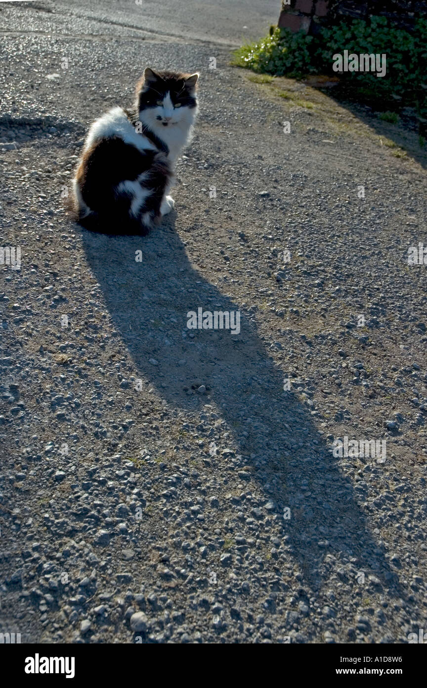 gatto con ombra Foto Stock