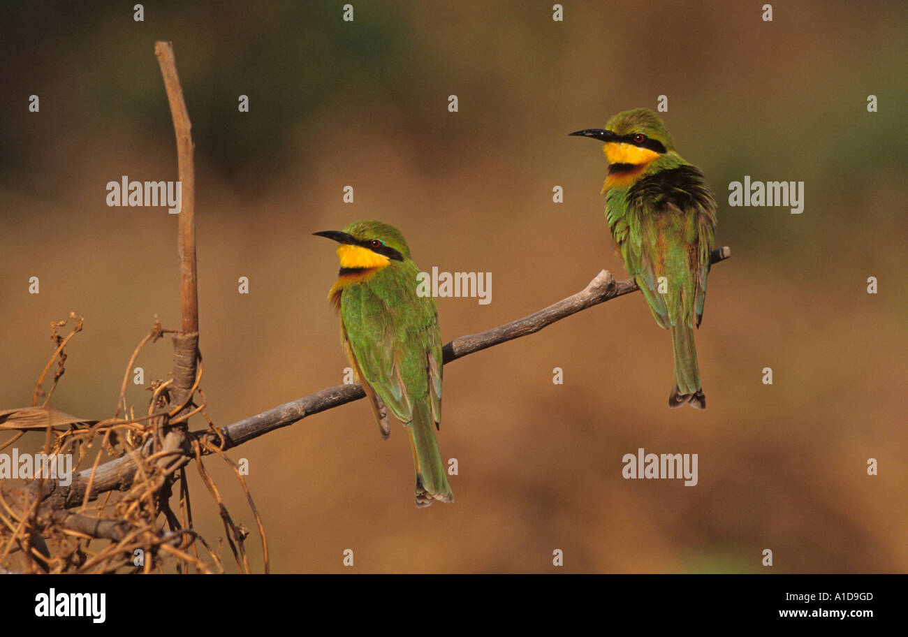Poco Bee-Eater Merop sousillus coppia Foto Stock