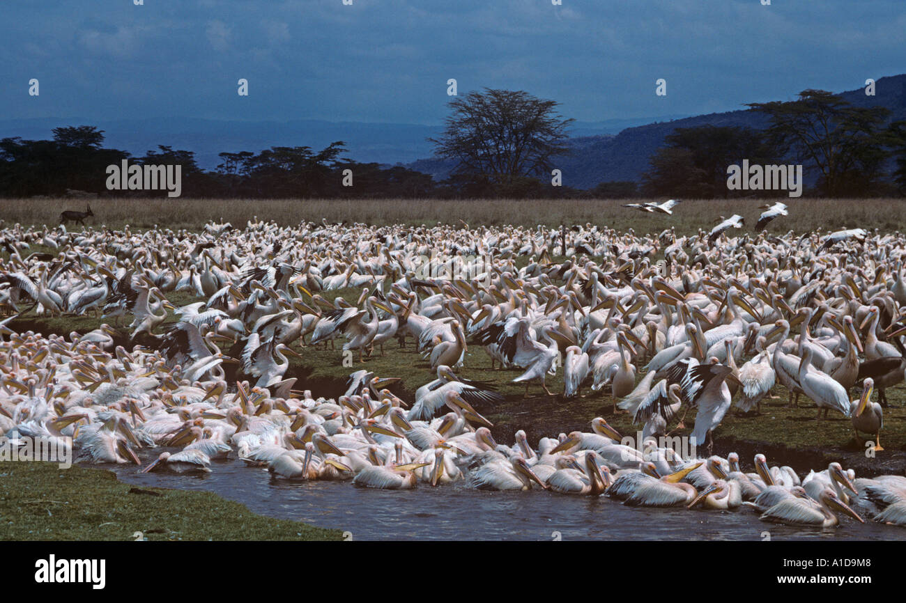 Pellicans bianchi Pelecanus masse onocrotali bagnando e bevendo Lago Navasha Rift valle Kenya Foto Stock