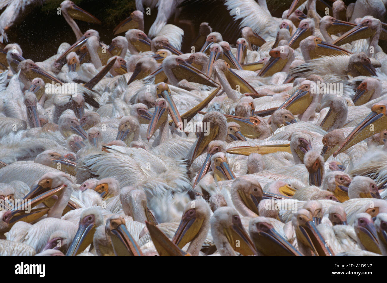 Pellicans bianchi Pelecanus masse onocrotali bagnando e bevendo Lago Navasha Rift valle Kenya Foto Stock