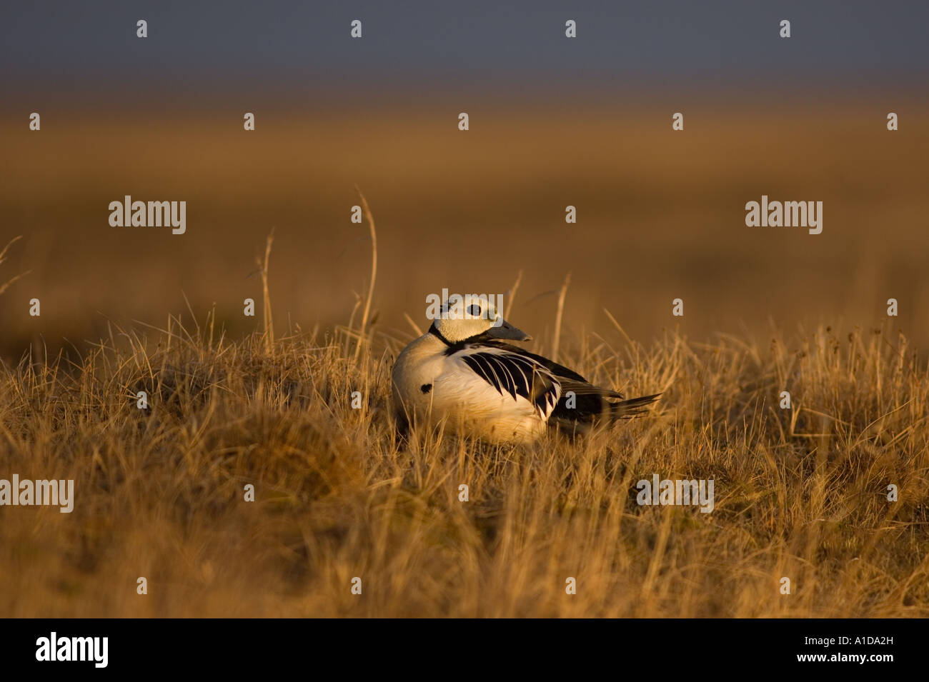 Steller s eider Polysticta stelleri in via di estinzione a maschio per la tundra nella Nazionale di riserve di petrolio in Alaska Foto Stock