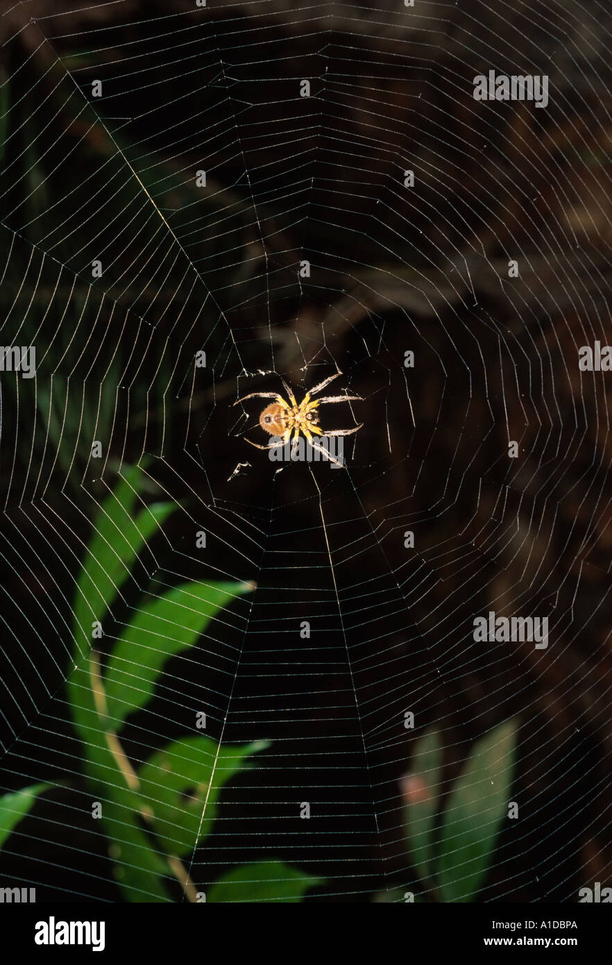 Orb spider di tessitura in web Foto Stock