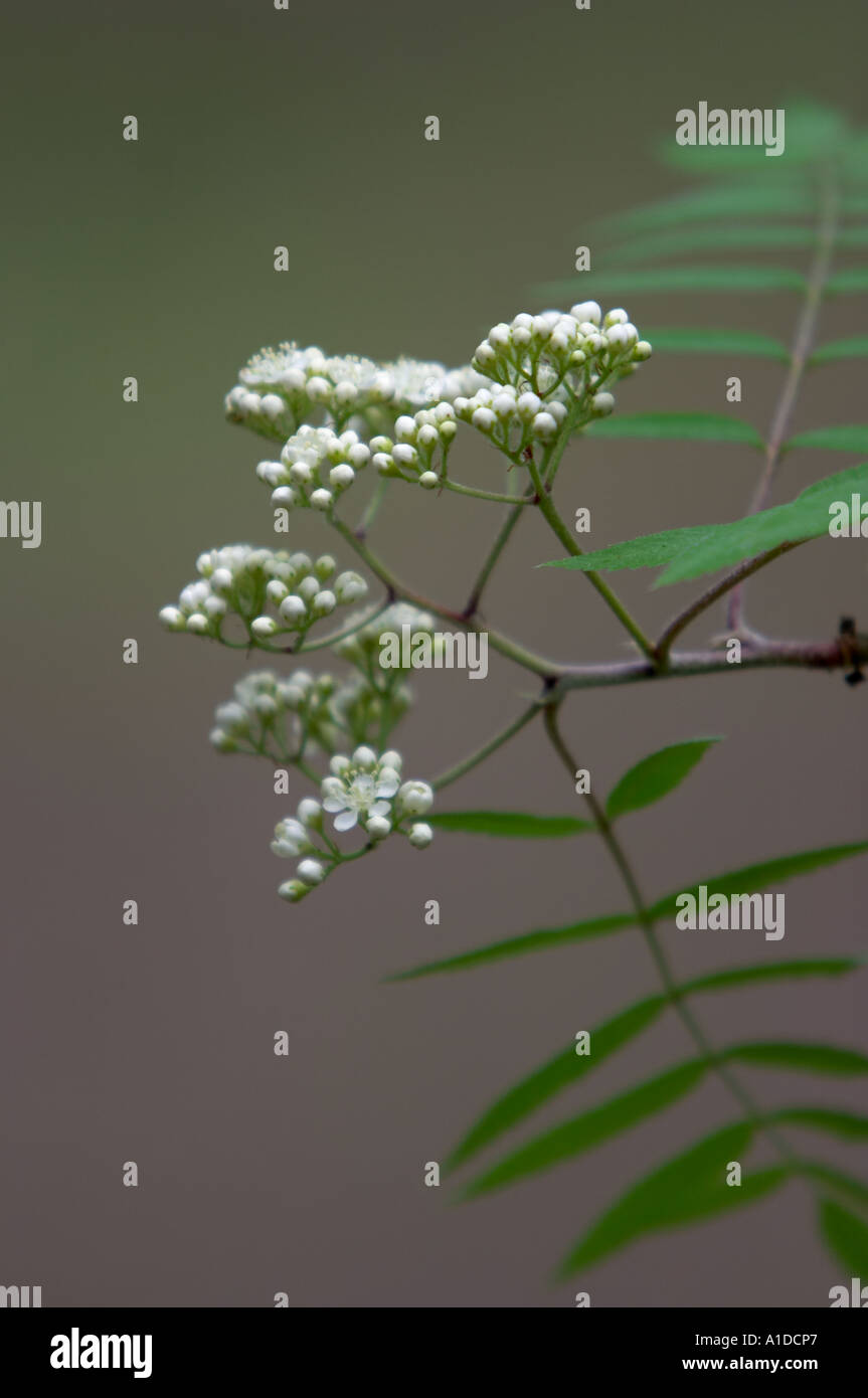 Rowan (Sorbus aucuparia) Foto Stock