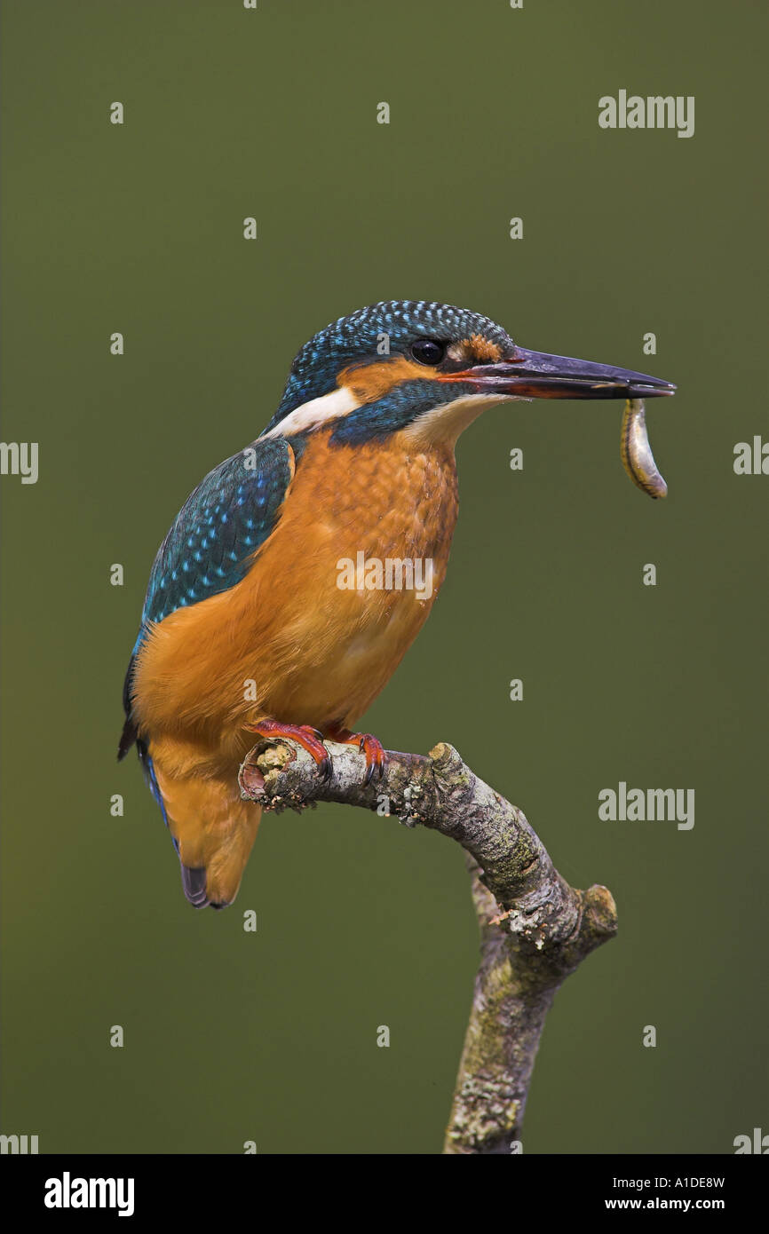 Kingfisher, Alcedo atthis, seduto sul pesce persico con il fiume minnow Foto Stock