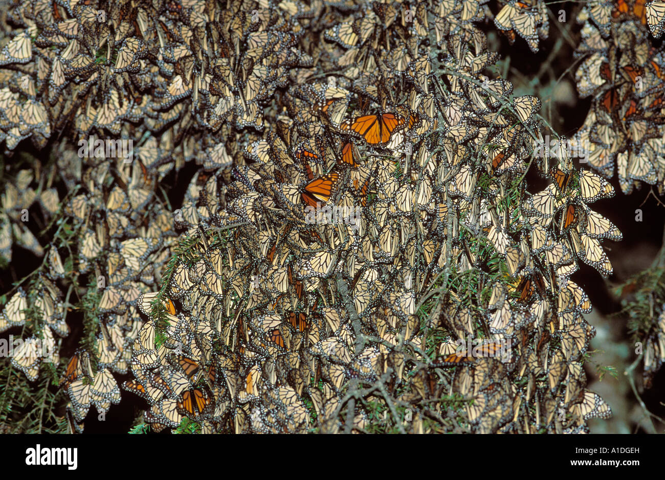 Farfalla monarca (Danaus plexippus) a motivi di svernamento, Sierra Chincua, Michoacan, Messico Foto Stock