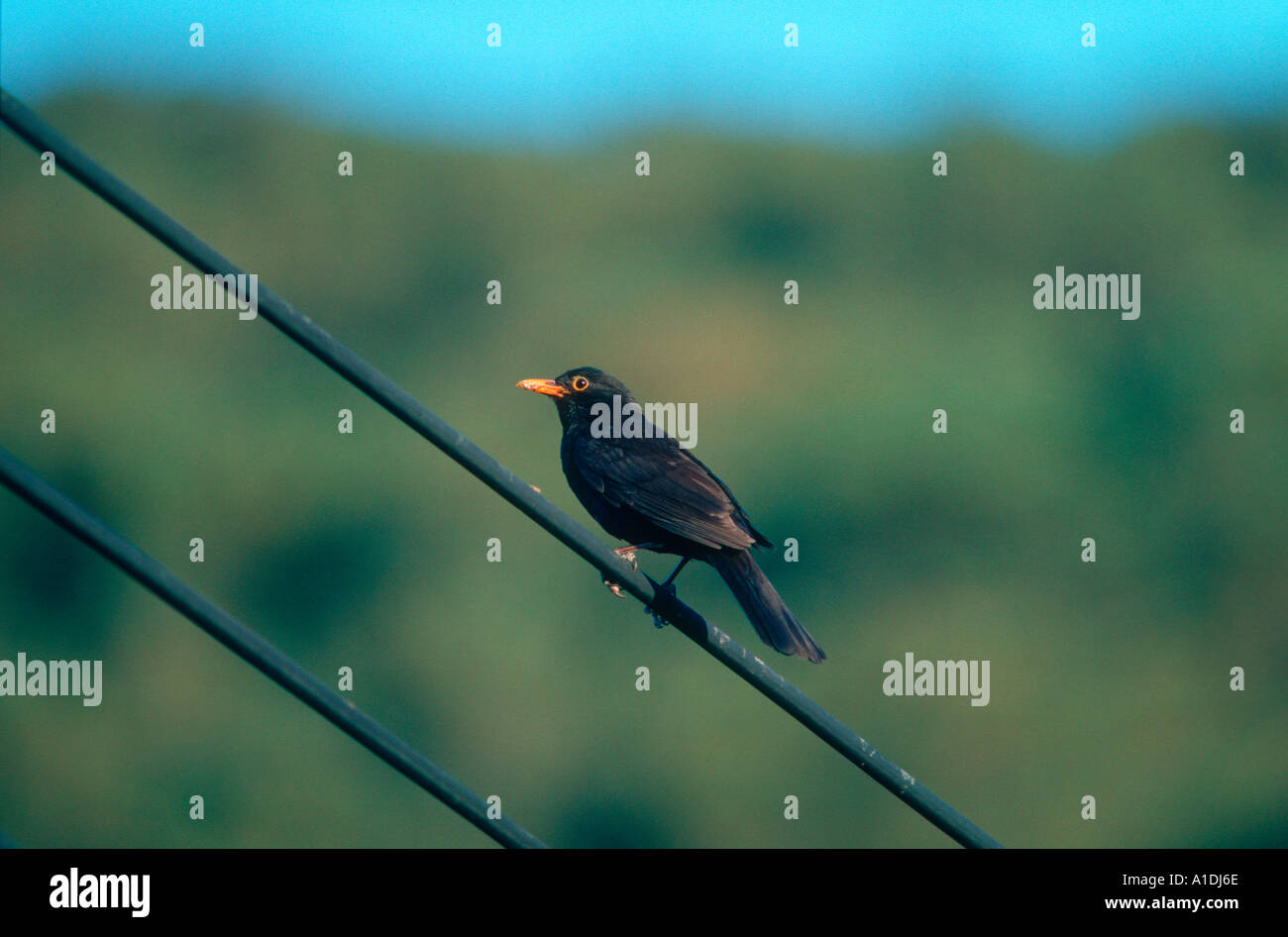 Merlo, Turdus merula. Su un filo Foto Stock