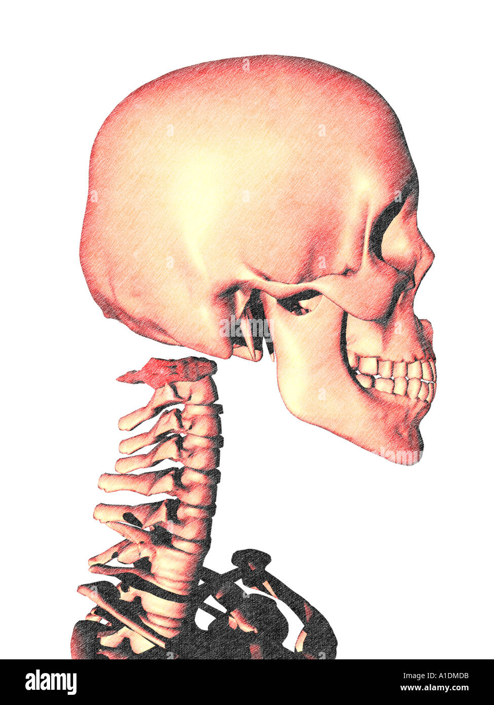 Illustrazione Di evidenziato Atlas su scheletro Foto Stock