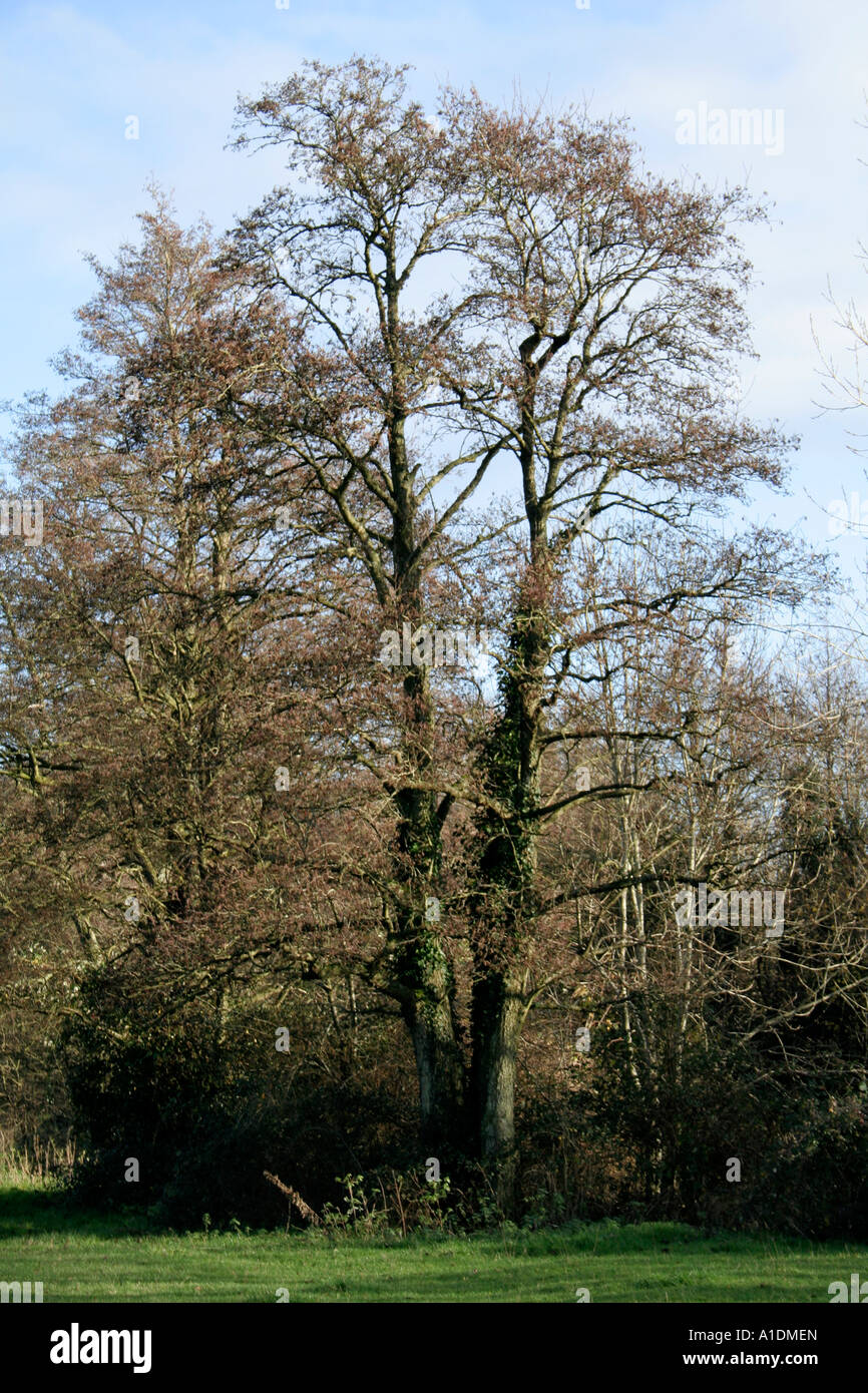 Alnus glutinosa sulle rive del fiume Culm vicino Culmstock Foto Stock