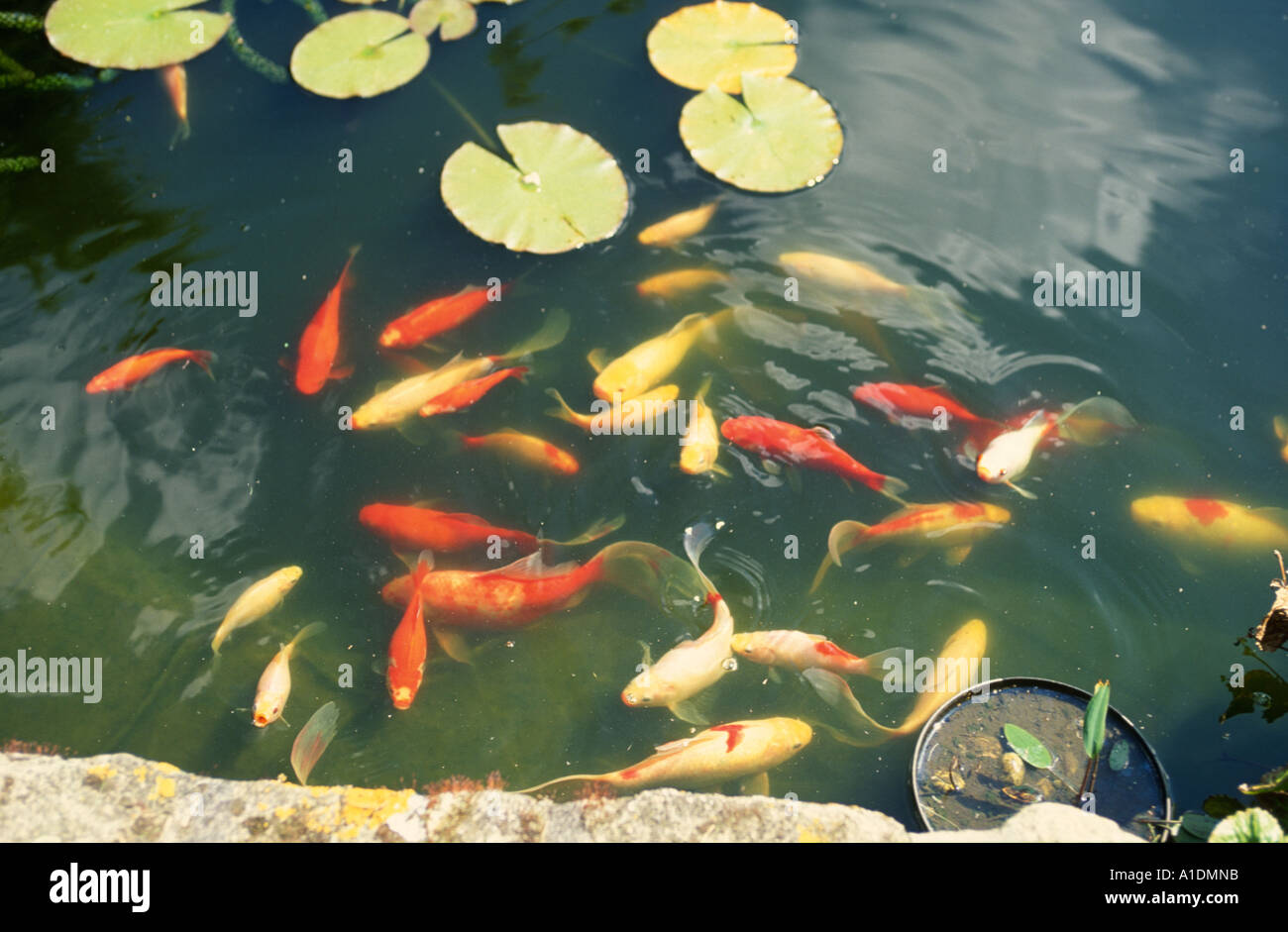 Ampio laghetto in giardino con pesci rossi e carpe koi Foto Stock