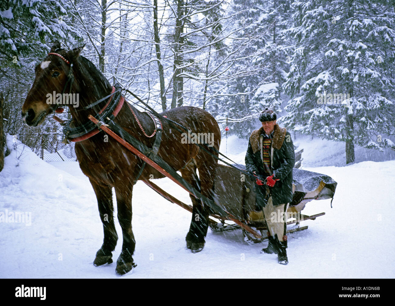 La Polonia Zakopane Gite in slitte trainate da cavalli cavalcata e cocchieri Foto Stock