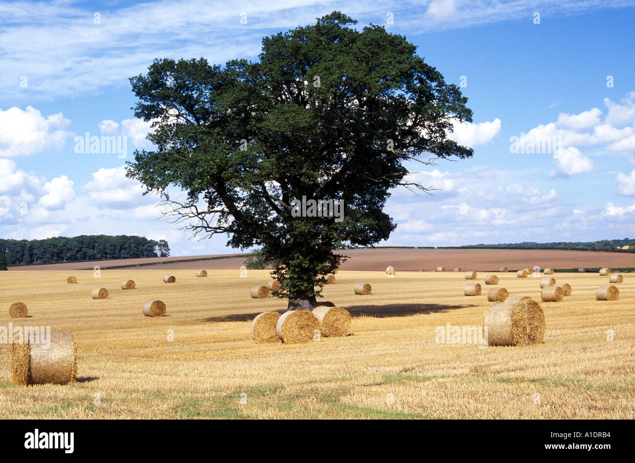 Le balle di paglia e unica struttura Clifton Campville nr Tamworth Staffordshire Inghilterra in estate Foto Stock