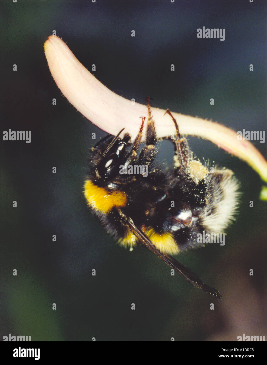 White Tailed Bumble Bee per raccogliere il polline e/o il nettare dai fiori di Caprifoglio Foto Stock