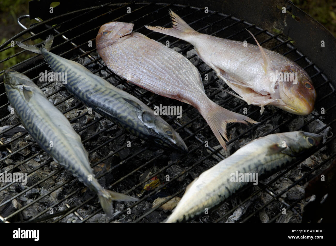 Due testa dorato orata e tre sgombro sul barbecue Foto Stock