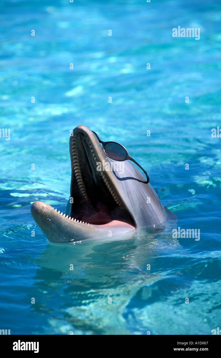Il tursiope o delfino maggiore indossando occhiali scuri Occhiali da sole sorride animale con la bocca aperta umorismo Foto Stock