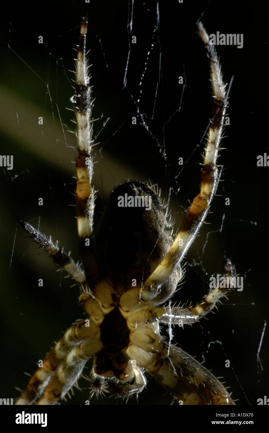 Ragno sul web potrebbe essere un araneus diadematus Foto Stock